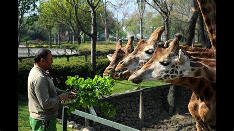 Bursa hayvanat bahçesi canlı izle